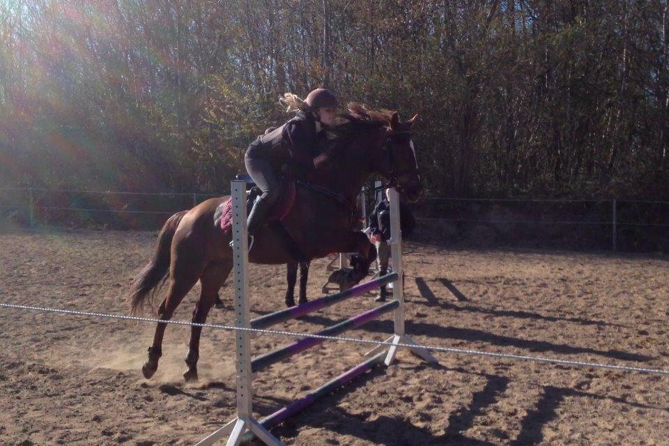 Anden særlig race Siegaard's Achilleus - seje bas til undervisning! <3 billede 12