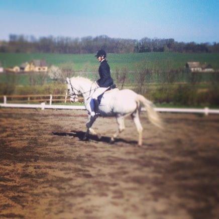 Anden særlig race Rico (nuller) <3 - du rykker dig hele tiden i dressuren er virkelig stolt af dig! <3 billede 12