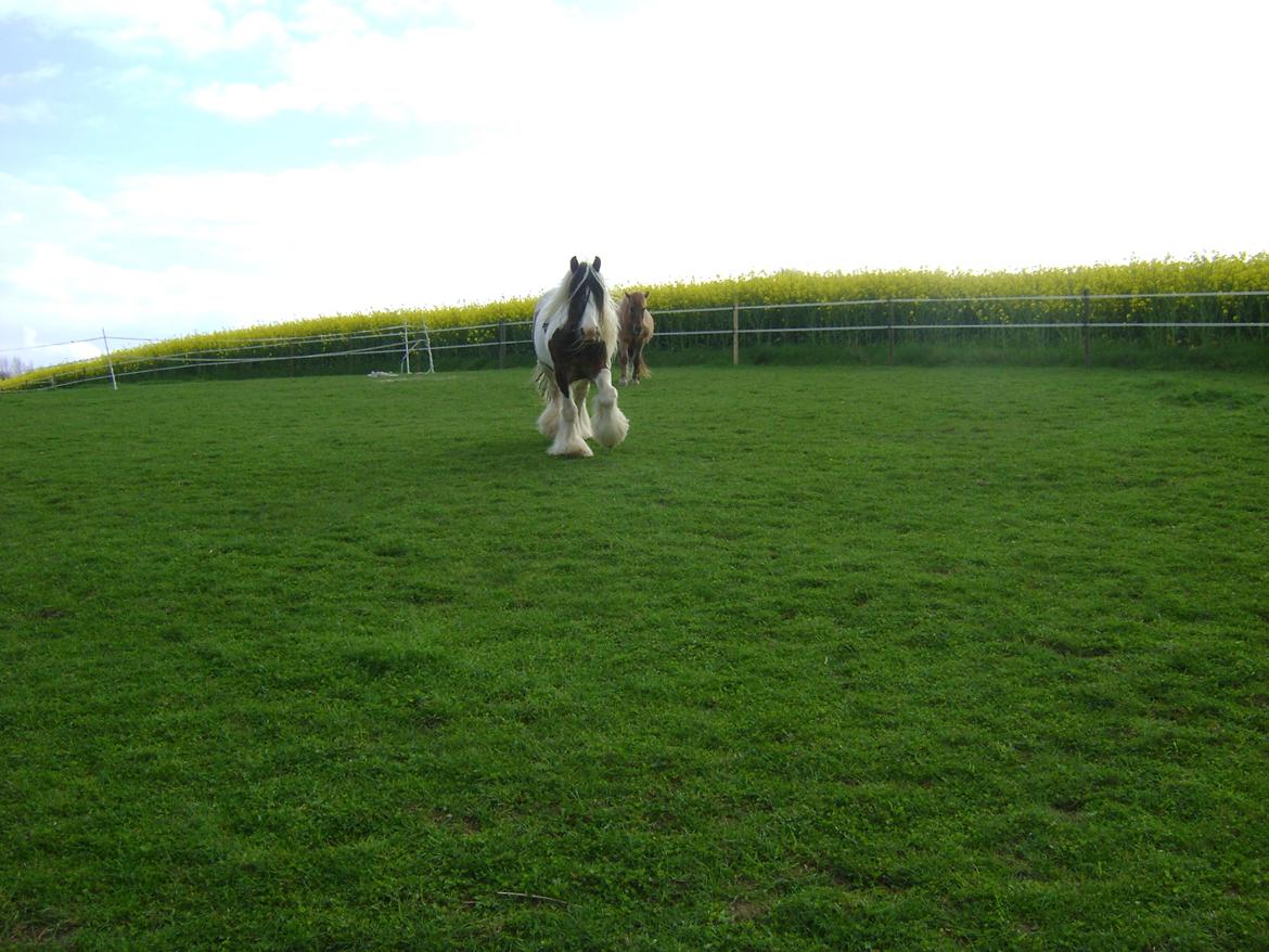 Tinker Willow billede 8