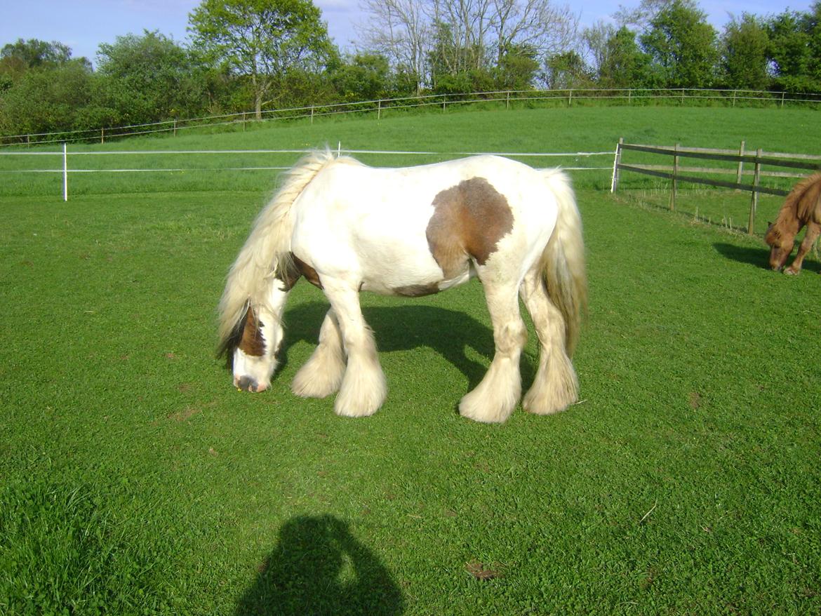 Tinker Willow billede 10