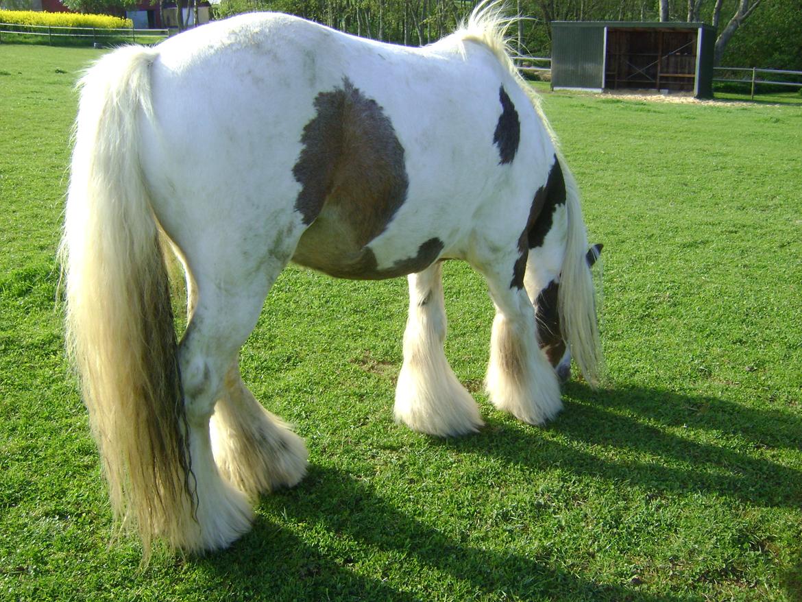 Tinker Willow billede 11