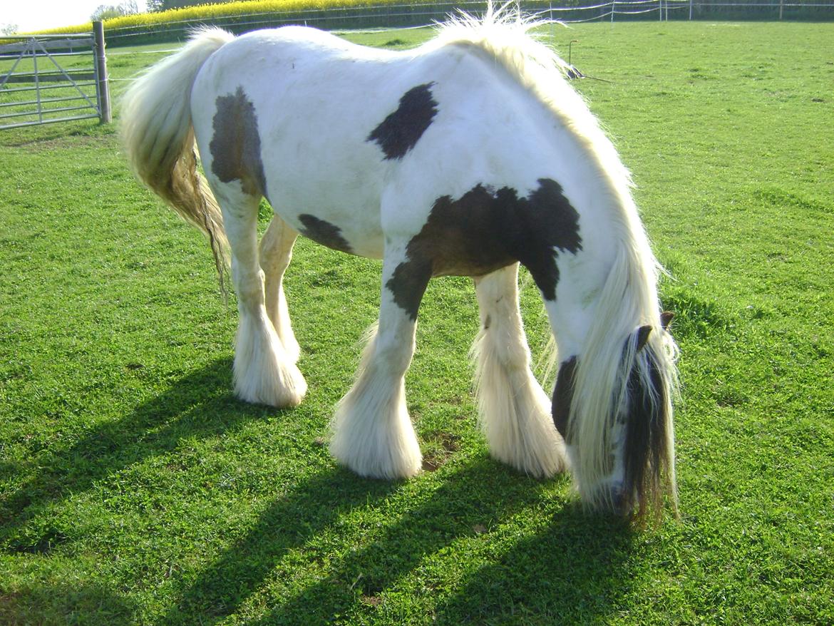 Tinker Willow billede 12