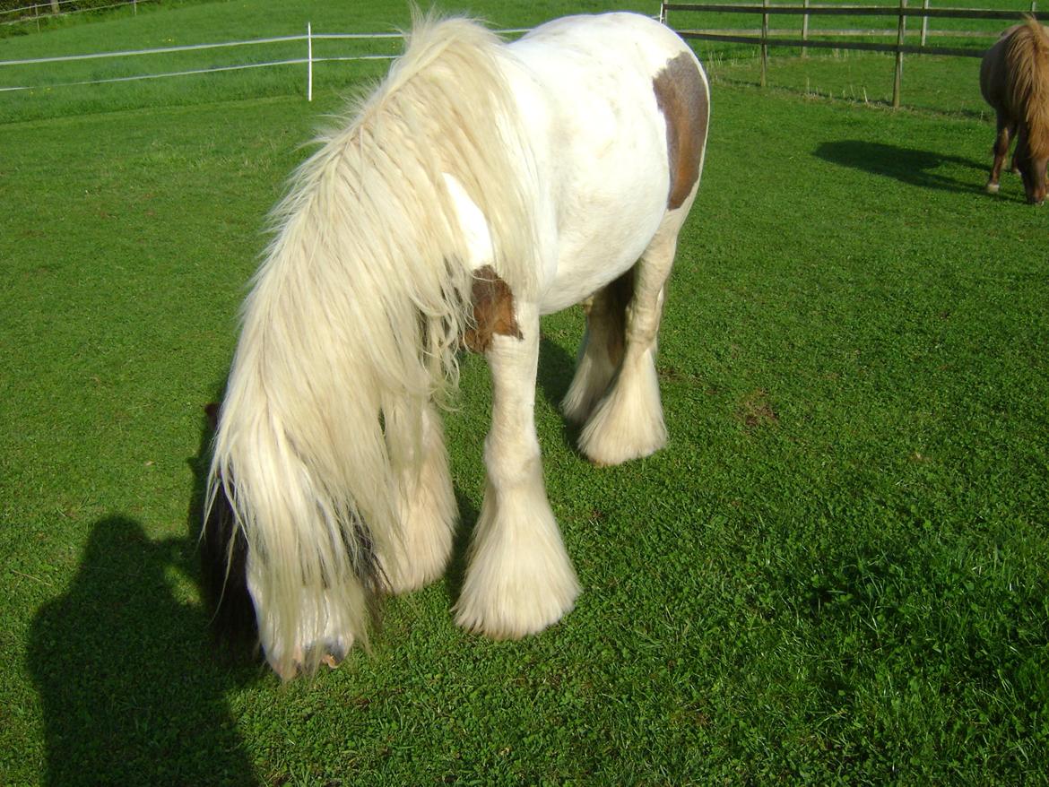 Tinker Willow billede 13