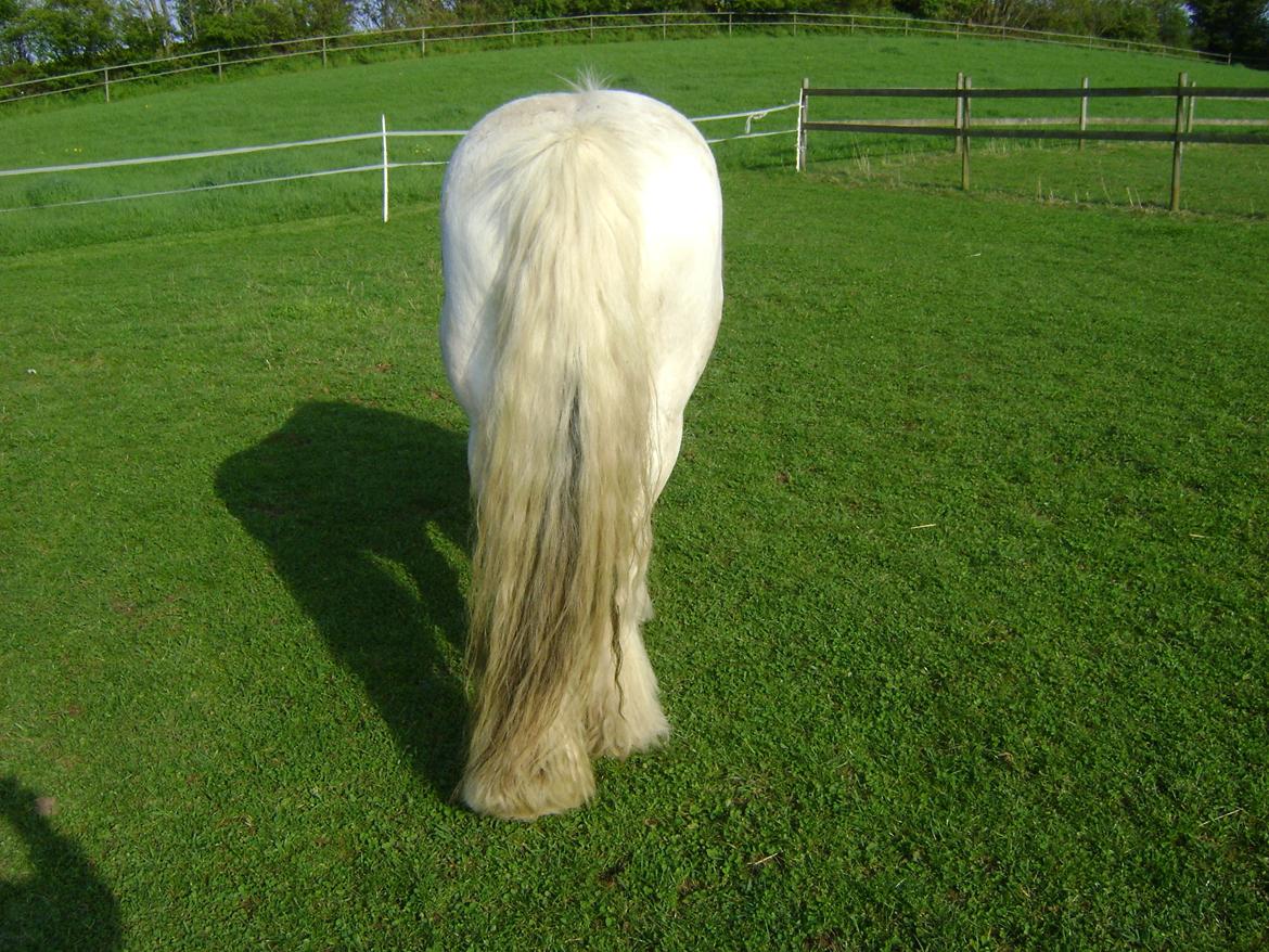 Tinker Willow billede 14