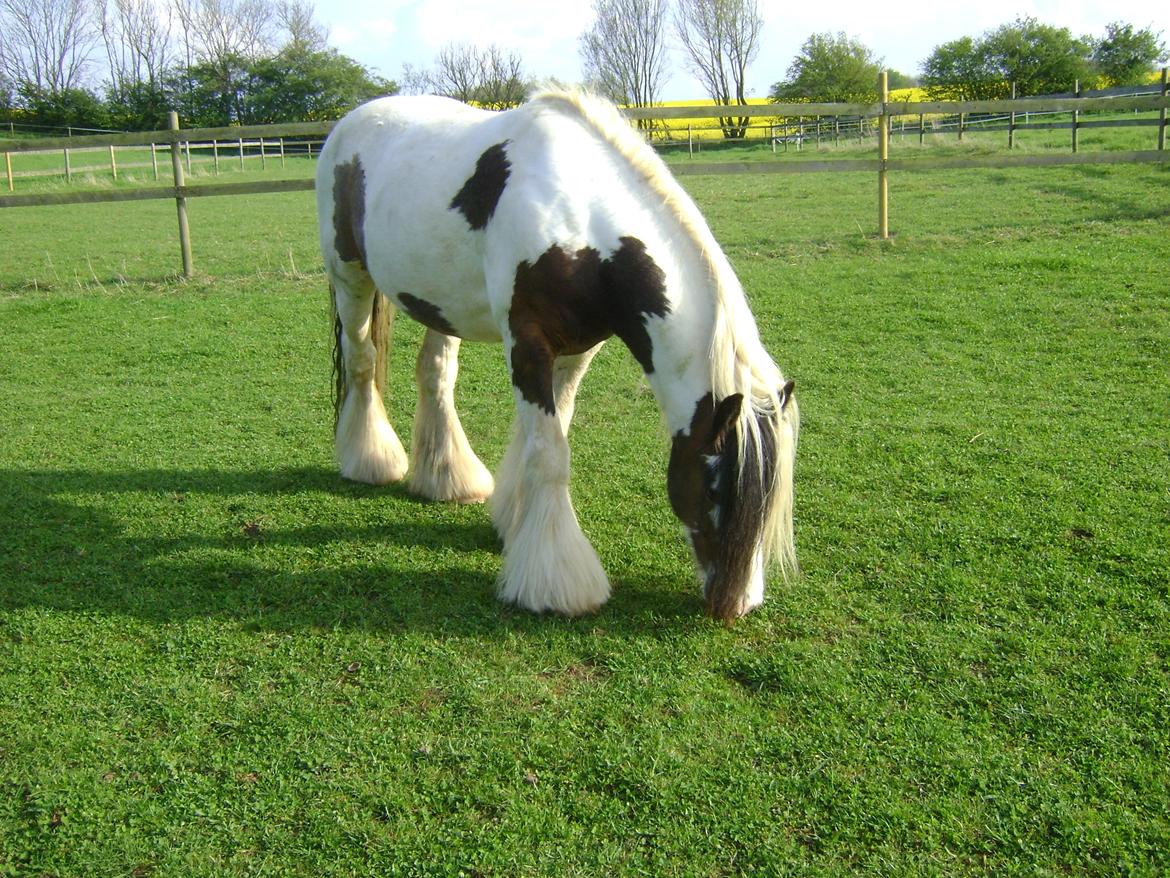 Tinker Willow billede 15