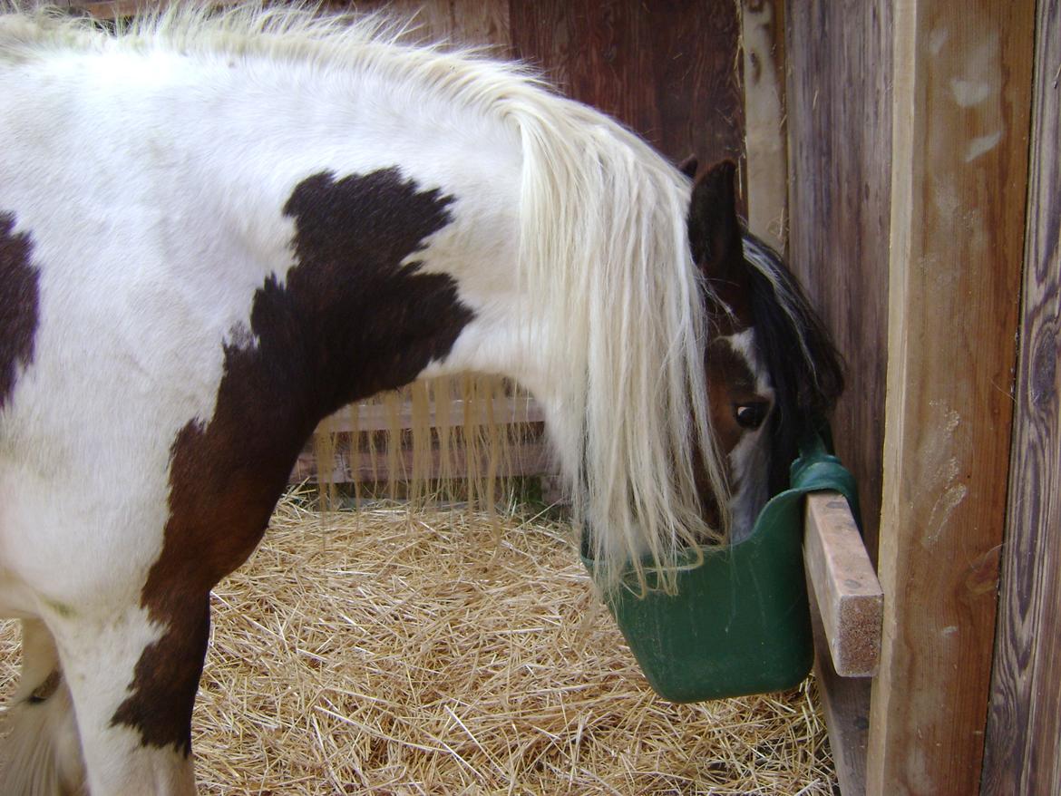 Tinker Willow billede 9