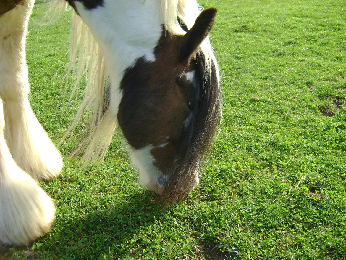 Tinker Willow billede 16