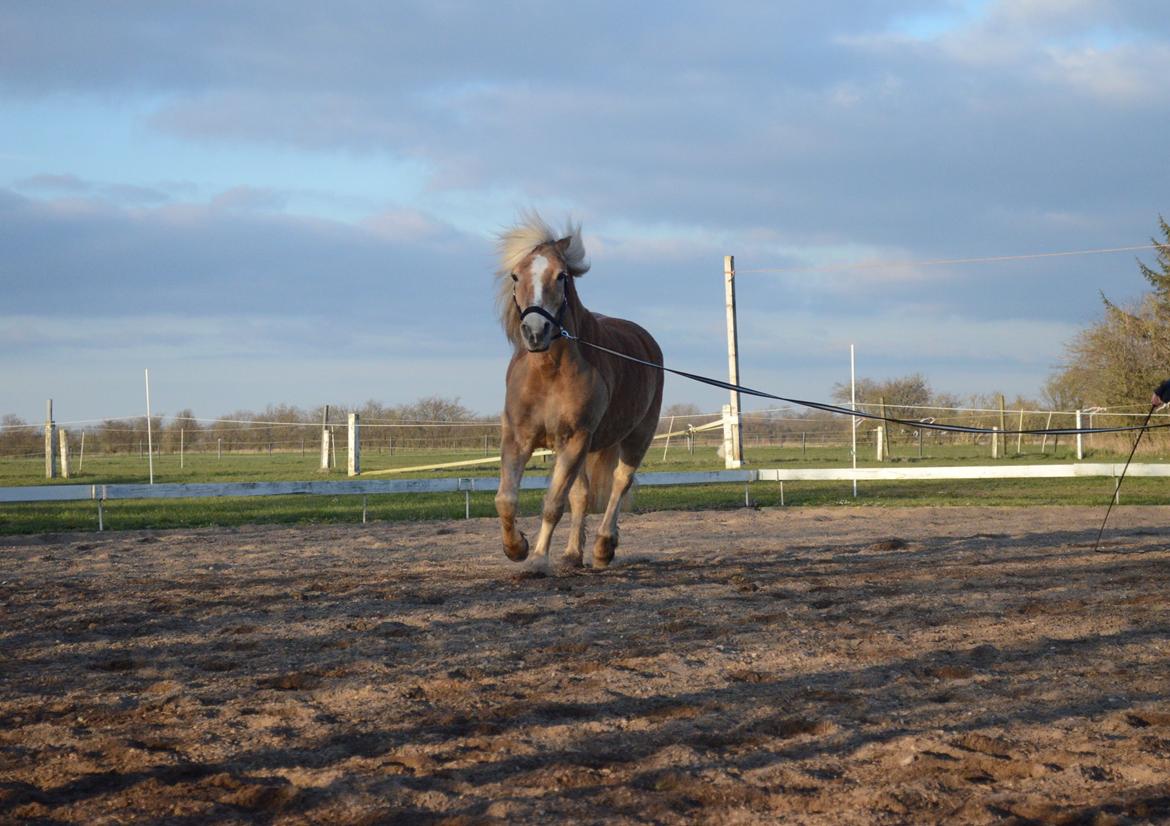 Haflinger Lille Pepsi billede 10