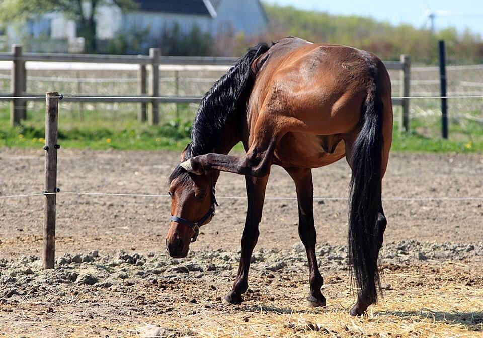 DSP Klintens earl (sendt hjem) billede 19