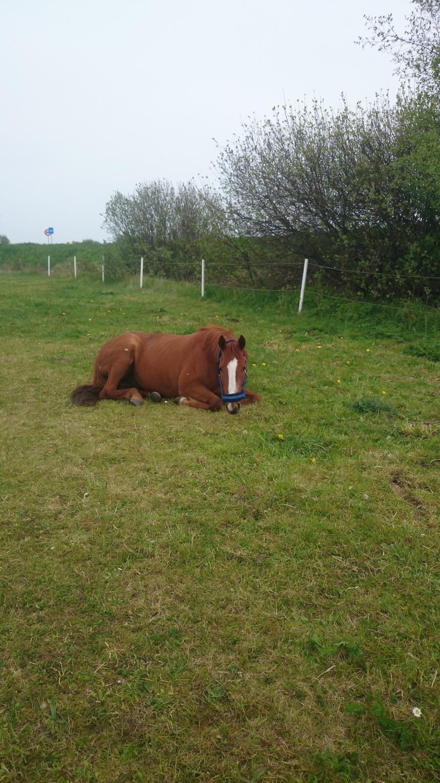 Fuldblod (XX) Avalon billede 20