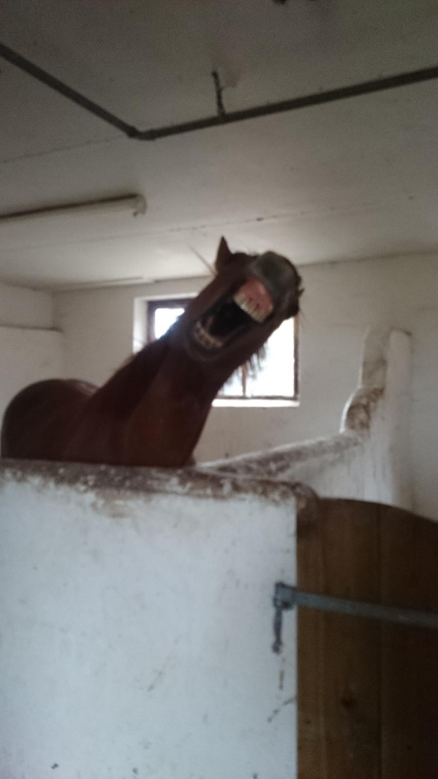 Fuldblod (XX) Avalon billede 21