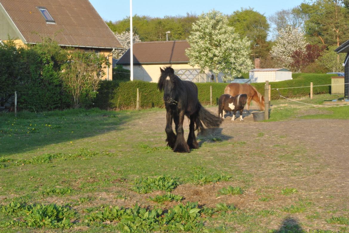 Tinker Bellami billede 8