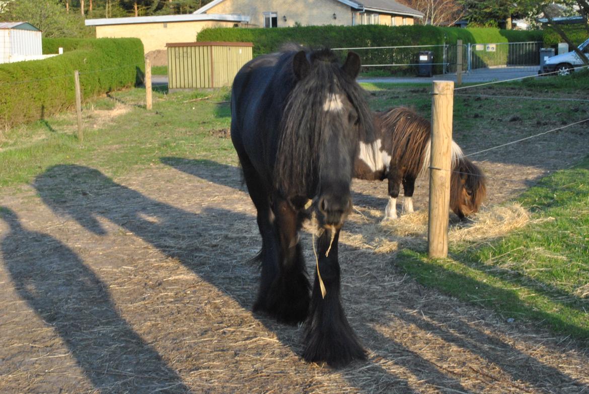 Tinker Bellami billede 10