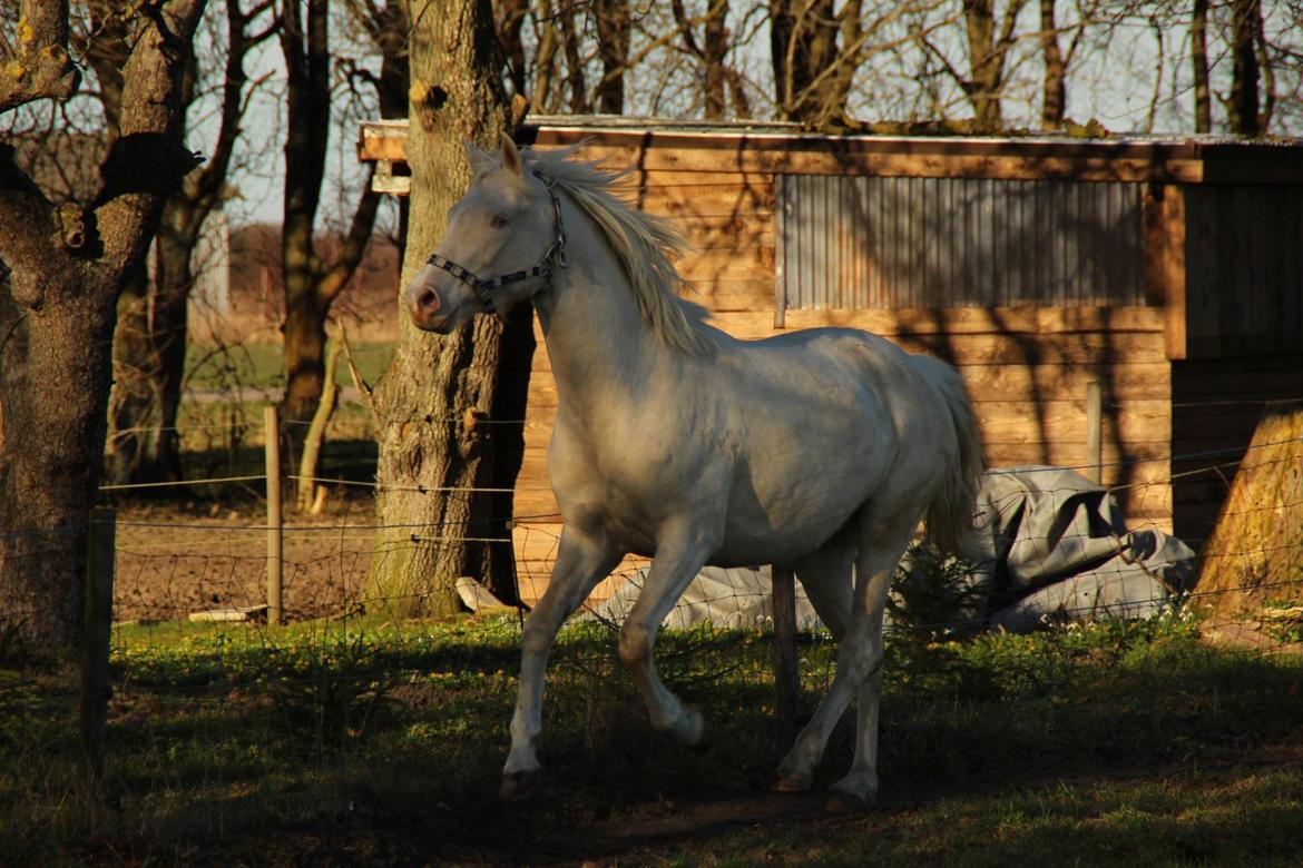 Palomino Groovy Day - Taget af Didde Elmersdottier  billede 1