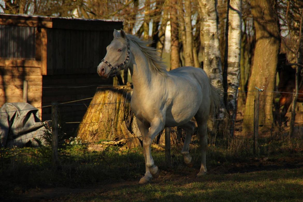 Palomino Groovy Day billede 22