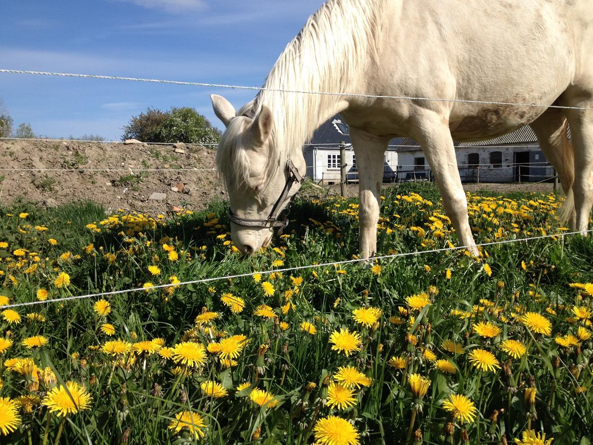 Palomino Groovy Day billede 23