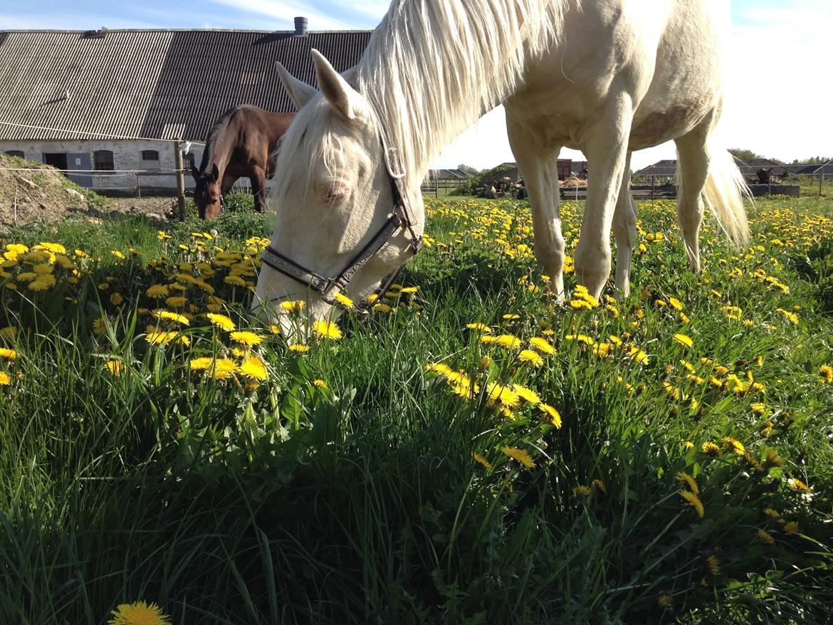 Palomino Groovy Day billede 26