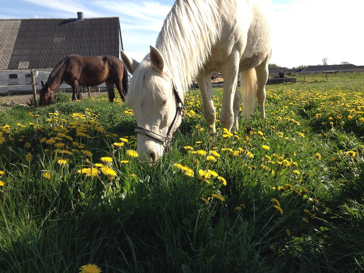 Palomino Groovy Day billede 24