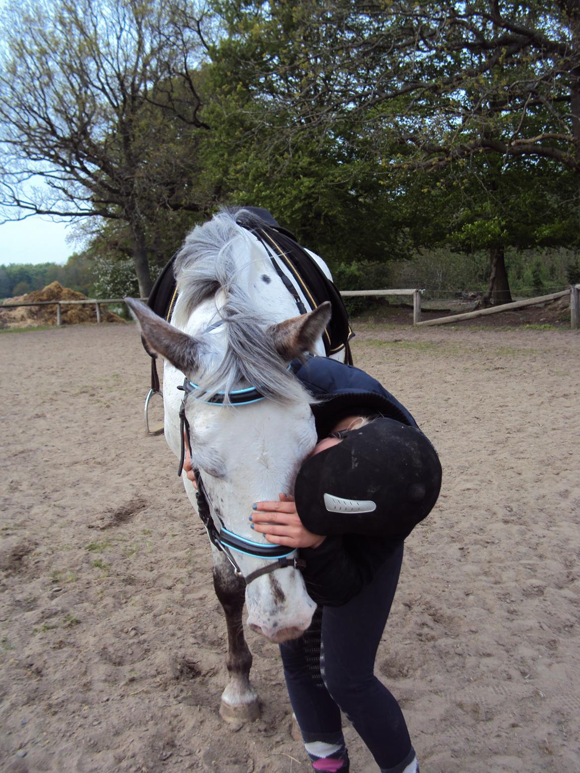 Knabstrupper Belle (Pippi) billede 9