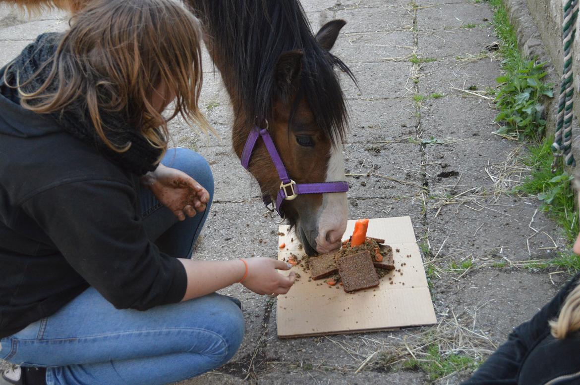 Irish Cob Zooey  - TILLYKKE TIL FØDSELSDAGSBARNET!! <3 baby 12 måneder <3 billede 16