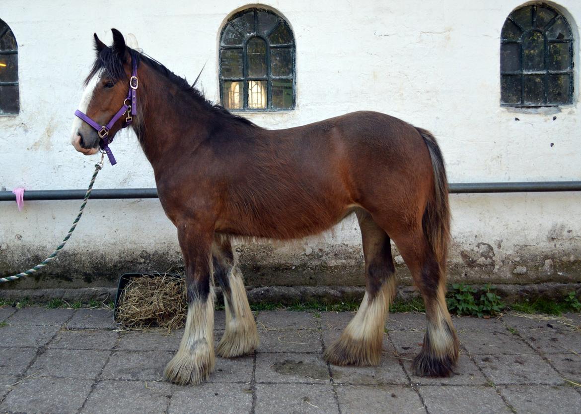 Irish Cob Zooey  - så smuk hun jo er blevet!! <3 billede 7