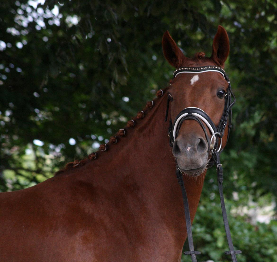 Anden særlig race Bellami billede 2