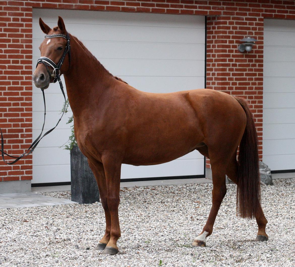 Anden særlig race Bellami billede 1