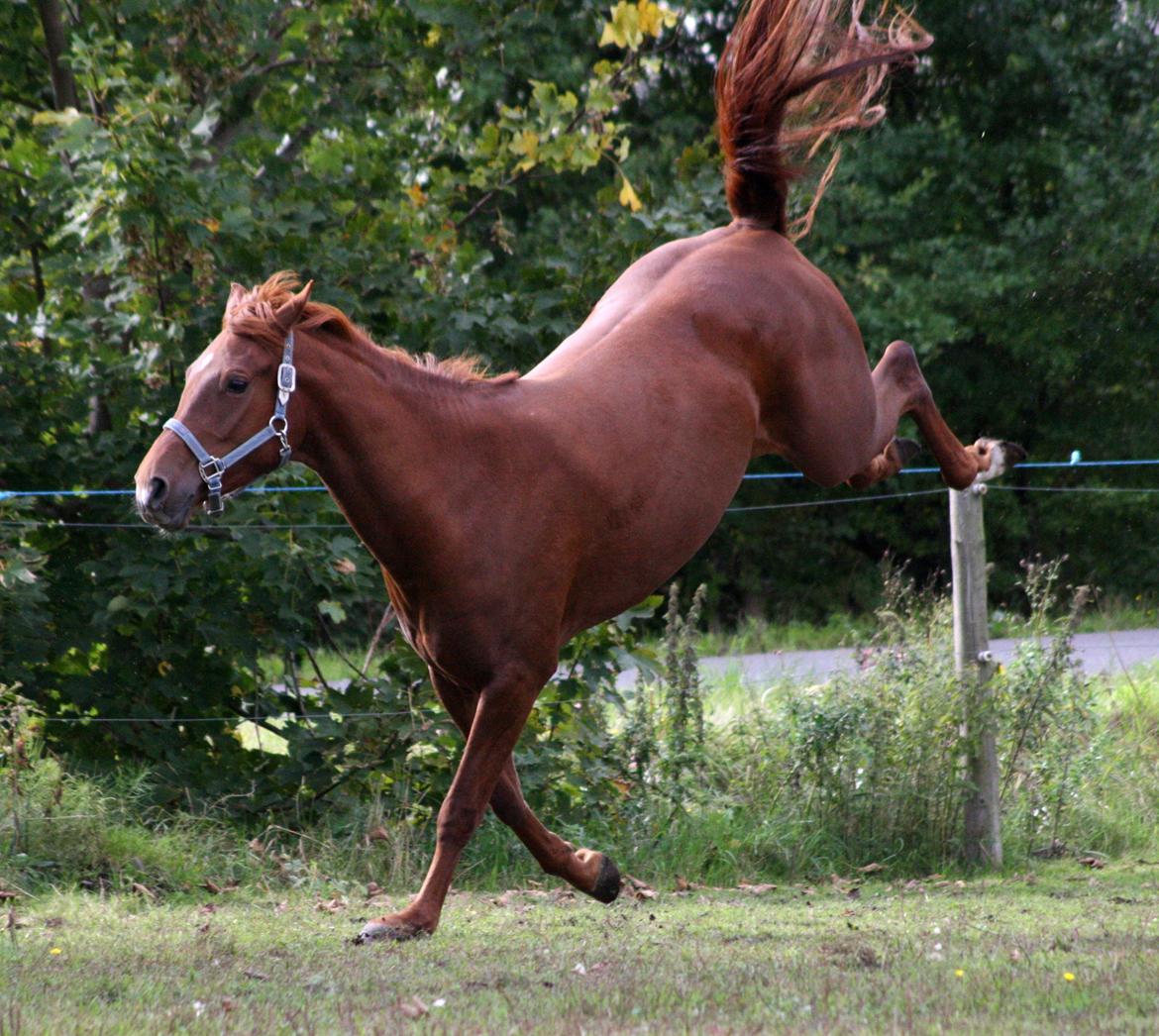 Anden særlig race Bellami billede 3