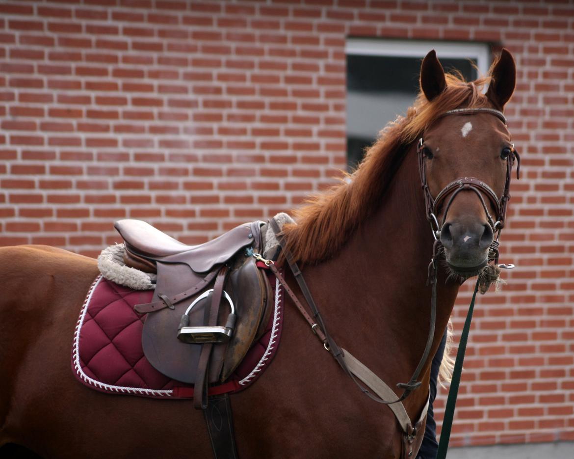 Anden særlig race Bellami billede 4