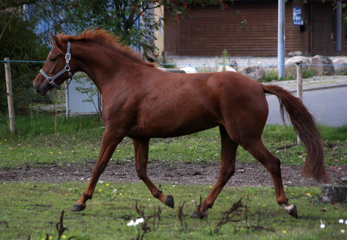 Anden særlig race Bellami billede 6