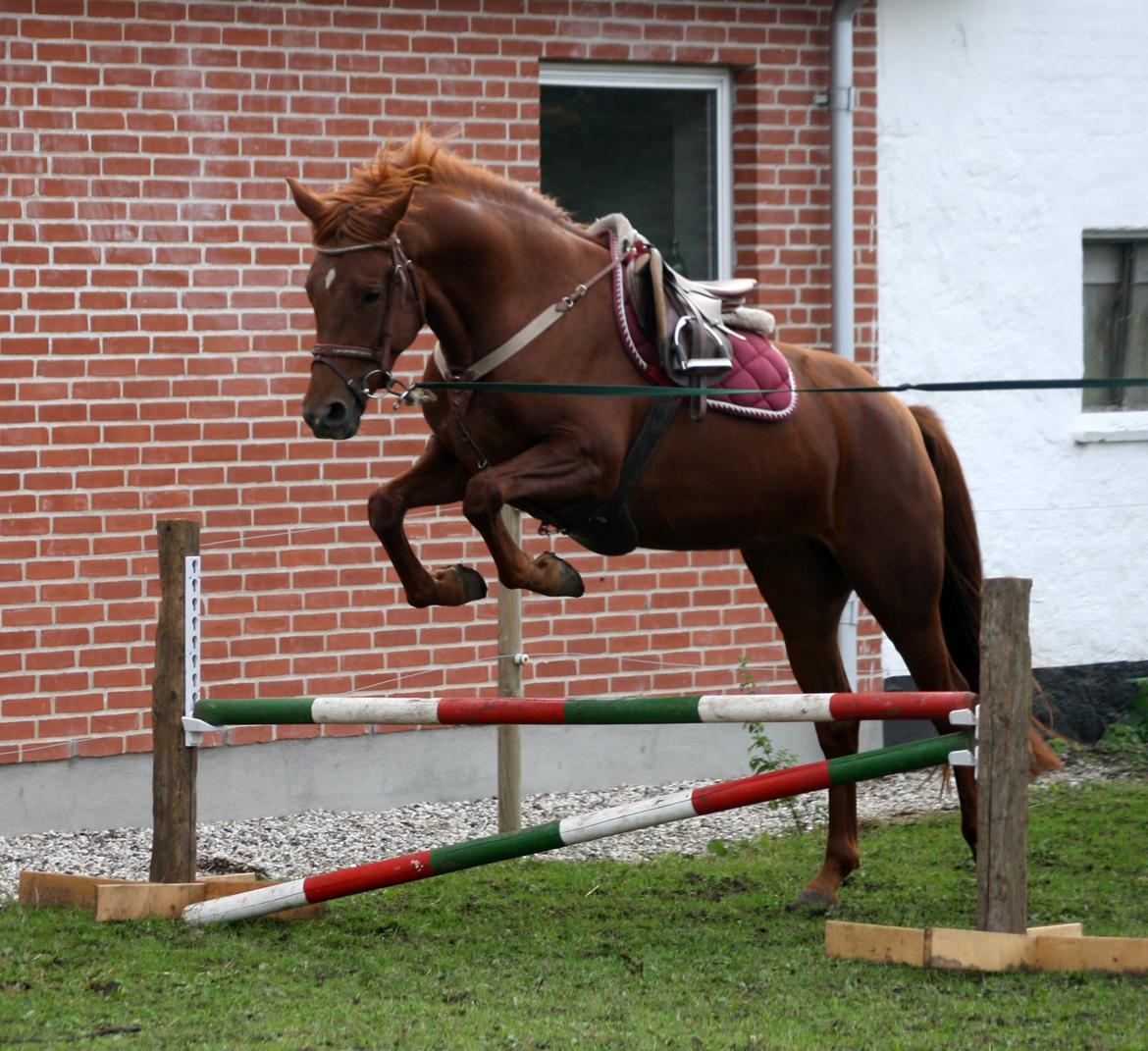 Anden særlig race Bellami billede 5