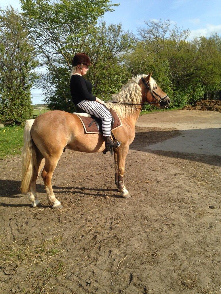 Tyroler Haflinger Nam nam - Efter en hurtig skridt tur:) billede 20