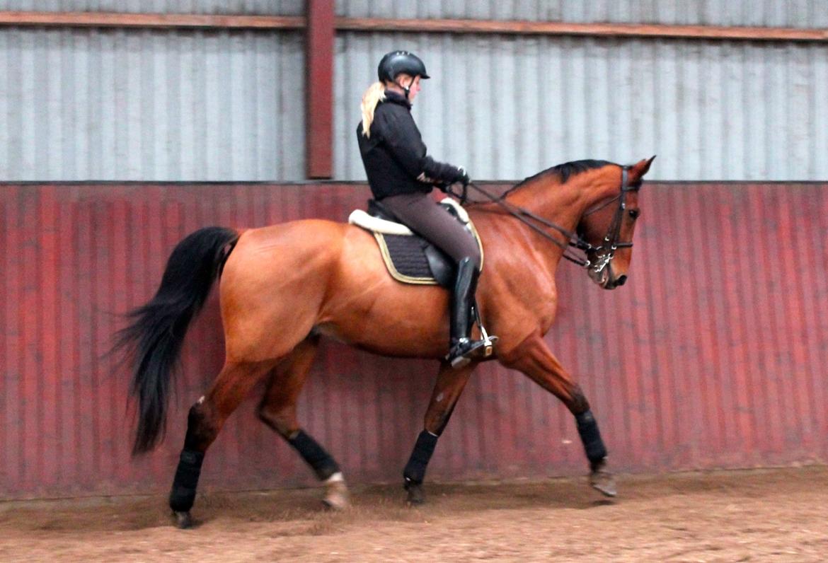 Dansk Varmblod Bastianborgs Zantos billede 1