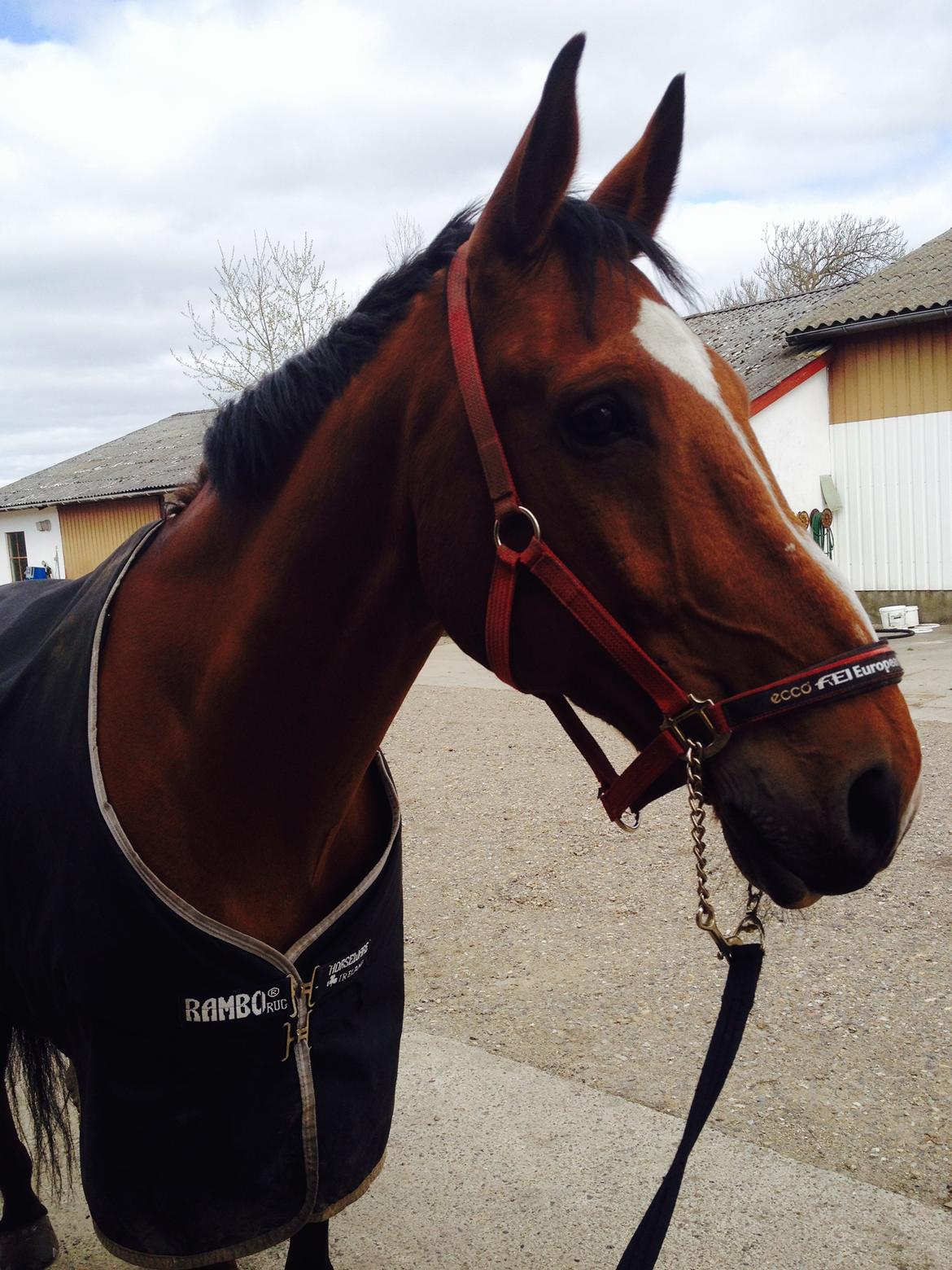 Dansk Varmblod Bastianborgs Zantos billede 2