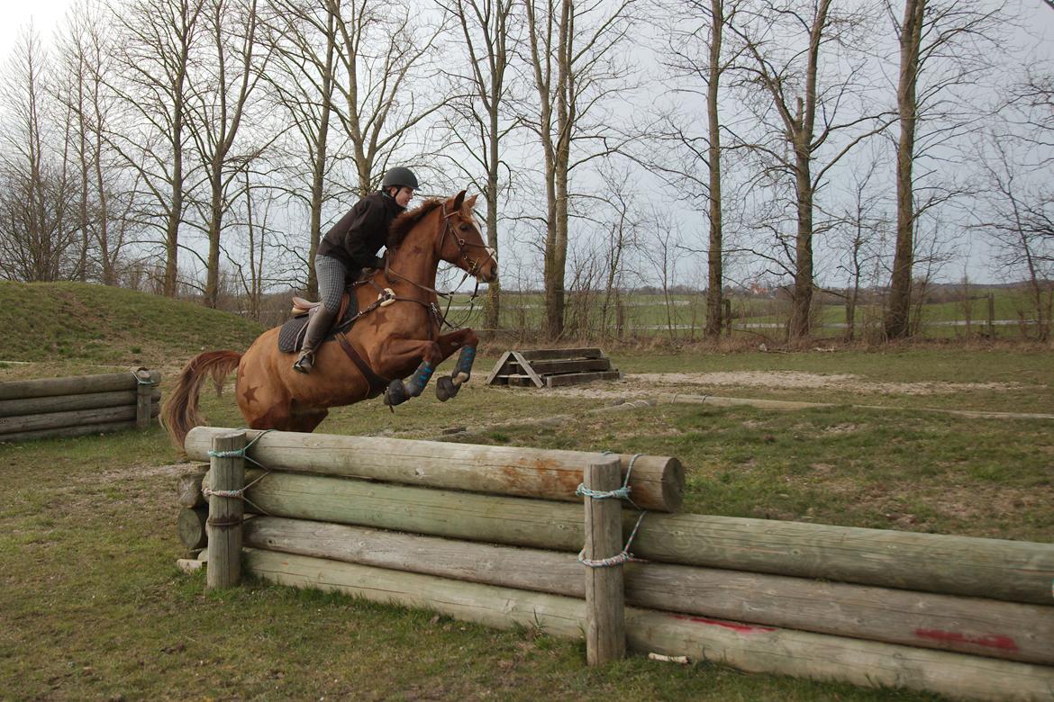 Dansk Varmblod Paragraff billede 22