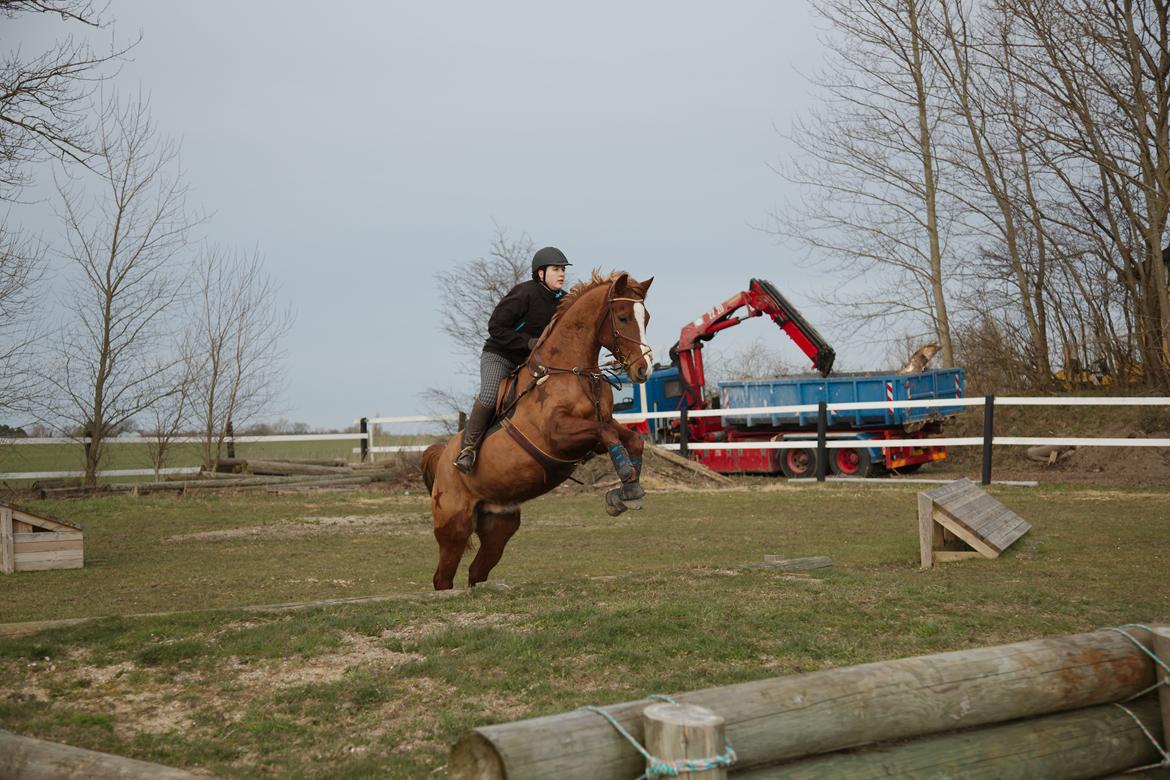 Dansk Varmblod Paragraff billede 25