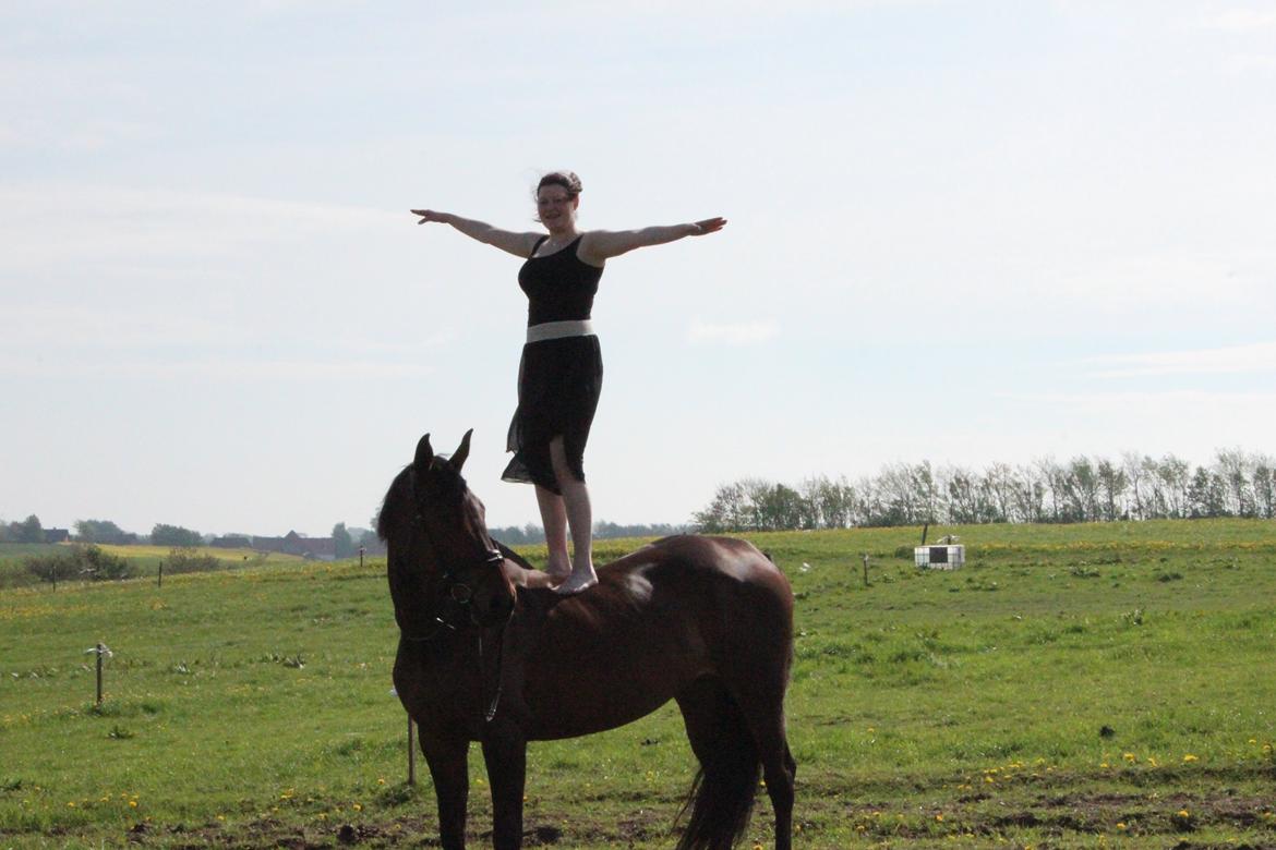 Anden særlig race Vilsbæk Flicka (Himmelhest) - together we can do anything :) billede 14