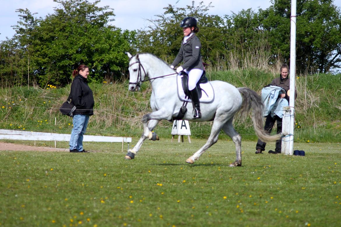 DSP BAKKEGAARDENS TRIPLE PERFECT billede 5