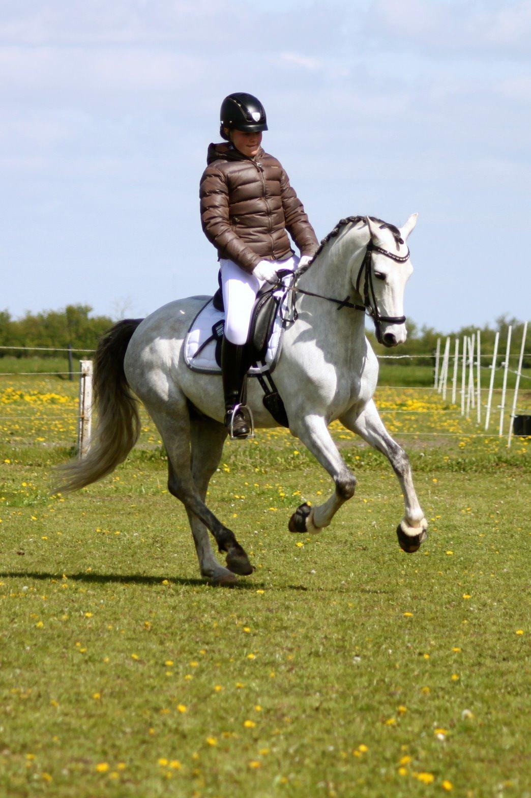 DSP BAKKEGAARDENS TRIPLE PERFECT billede 1