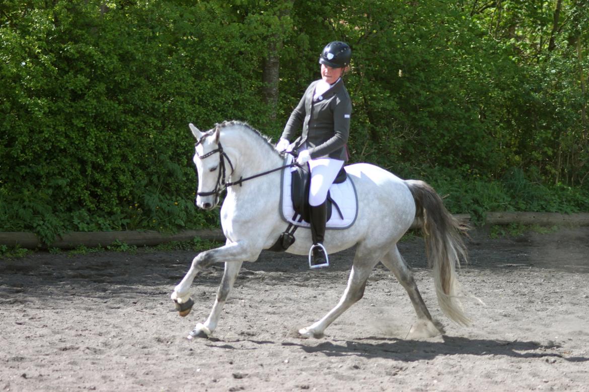 DSP BAKKEGAARDENS TRIPLE PERFECT billede 17