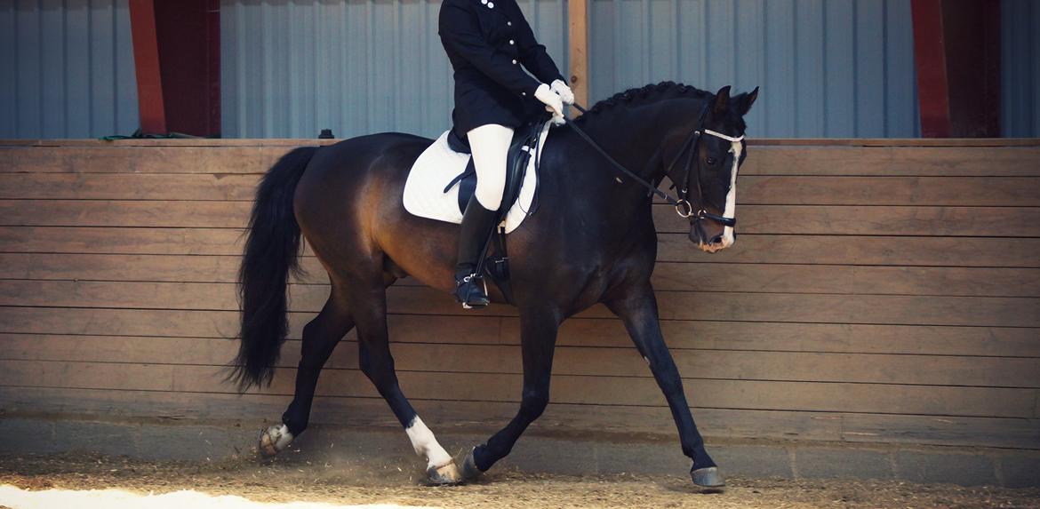 Anden særlig race Sofiesminde`s Milanto billede 17