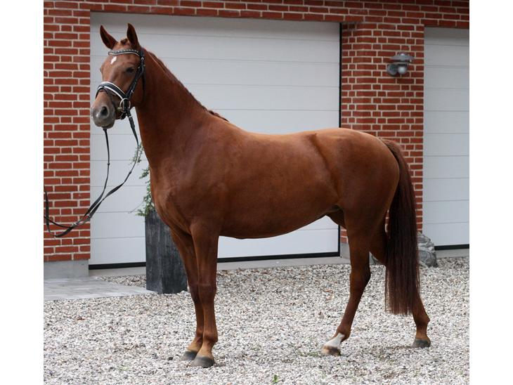 {{currentPhoto.altText}} billede {{currentPhoto.number}}