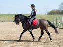 Hollandsk Varmblod Ukki Louwra B-pony