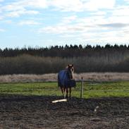 Anden særlig race Ratata (PART) <3 :D