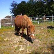 Anden særlig race katja(Tideligere pony)