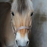 Fjordhest Cloè (elevpony)