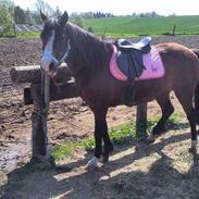 Anden særlig race Rubina <3