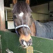 Anden særlig race Jaco