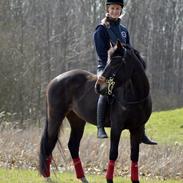 New Forest Søndermarken's Camilla