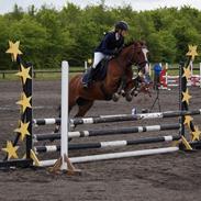 Irsk Sportspony Knockcullen Lass | B-pony |